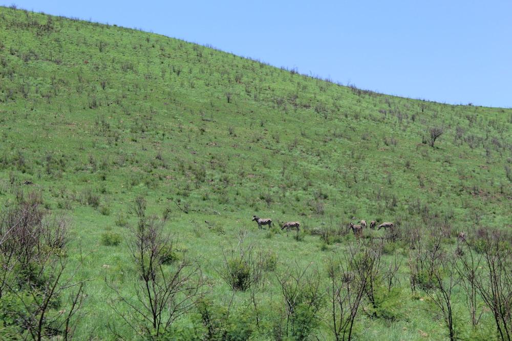 Tshukudu Bush Lodge Ledig Kültér fotó